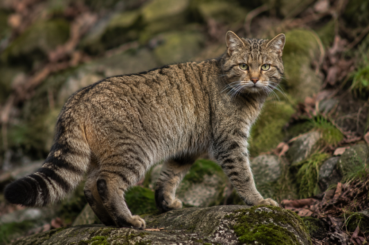 Katten verjagen