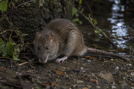 Ratten bestrijden