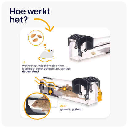 muizenval zetten